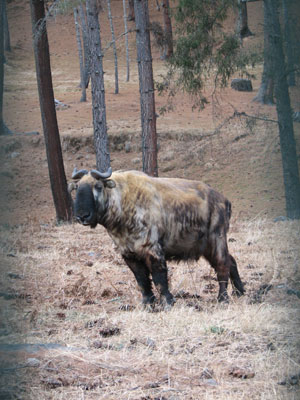 A takin, the national animal of Bhutan.