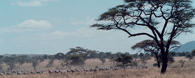 Zebras migrating through Serengeti National Park.