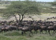 Wildebeests and zebras in the Ngorongoro Conservation Area.