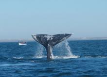 A whale’s flukes are as distinctive as a person’s fingerprints. Photos by Linda Huetinck