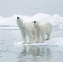 A female and a young male polar bear — Svalbard Islands, Norway. Photo ©Juan Gil Raga/123rf.com