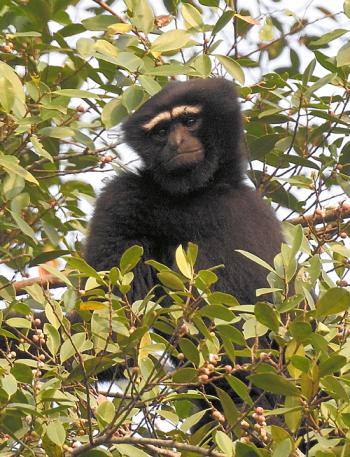 A hoolock gibbon.