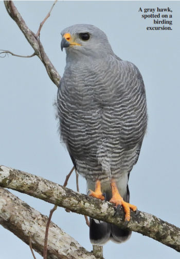 A gray hawk, spotted on a birding excursion.