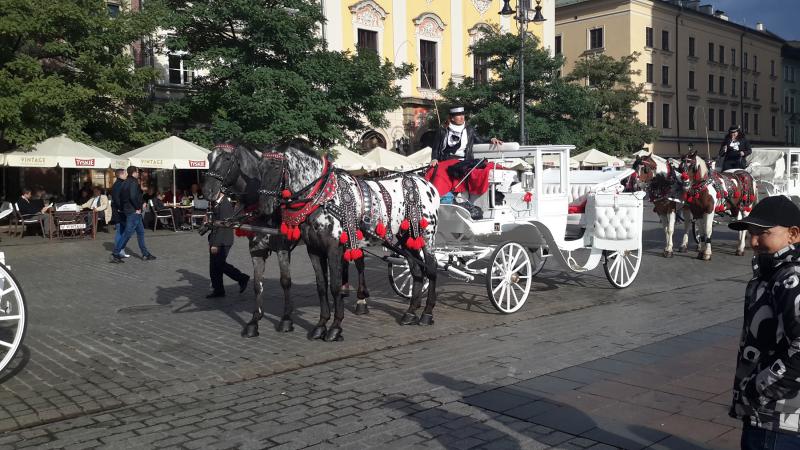 Kraków’s main square, where carriages await visitors.